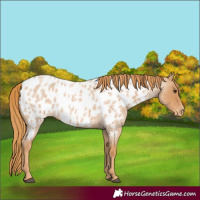 Horse Color:Red Roan Near Leopard