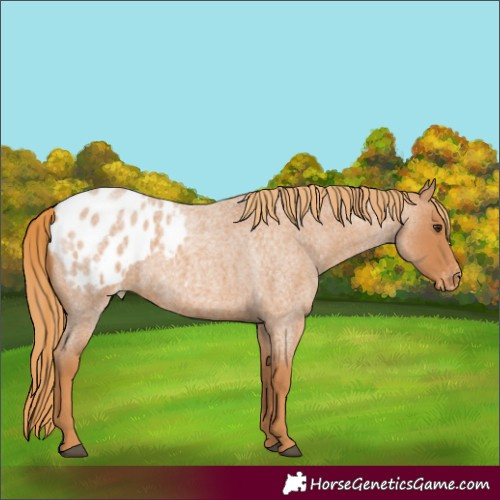 Horse Color:Red Roan Blanket 