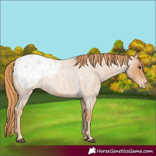 Horse Color:Red Roan Blanket