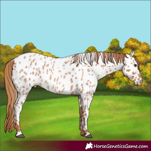 Horse Color:Red Roan Near Leopard 