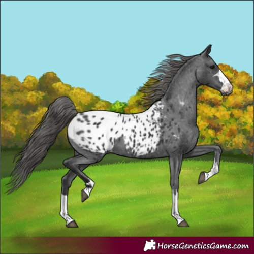 Horse Color:Unknown 