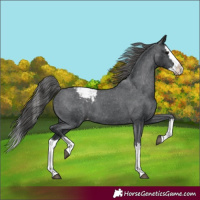 Horse Color:Black Splash Appaloosa