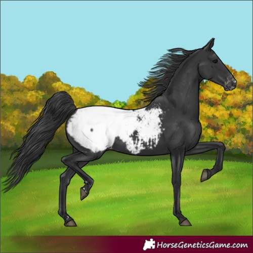 Horse Color:Unknown 