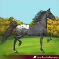 Horse Color:Black Appaloosa