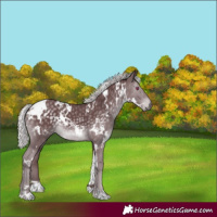 Horse Color:White Spotted Chocolate Silver Black Chinchilla
