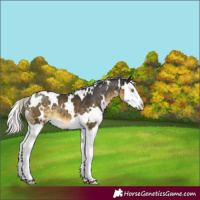 Horse Color:White Spotted Silver Buckskin Mushroom Splash Appaloosa 