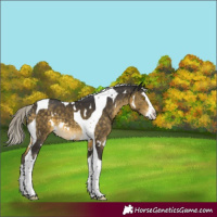 Horse Color:White Spotted Silver Buckskin Mushroom Splash Tobiano 