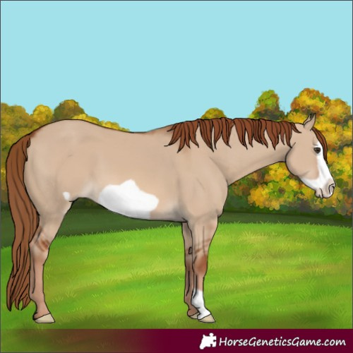 Horse Color:Red Dun Frame 