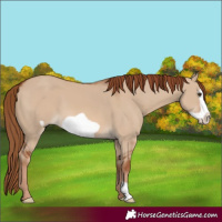 Horse Color:Red Dun Frame 