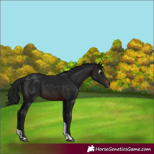 Horse Color:Gray Brown Tobiano 