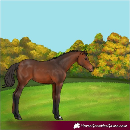 Horse Color:Bay 