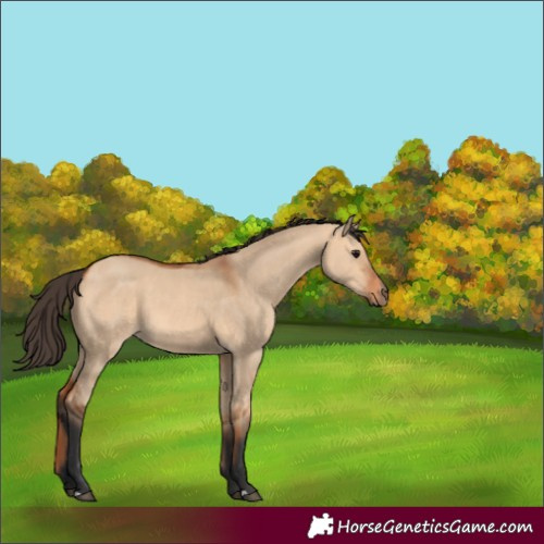 Horse Color:Bay Dun
