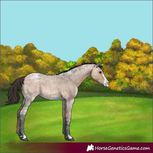 Horse Color:Bay Ice Roan Dun Frame