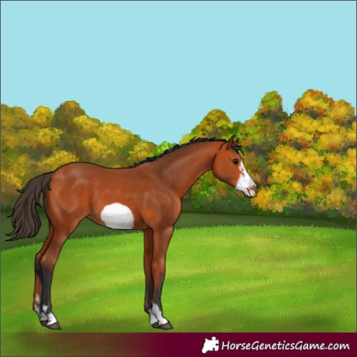 Horse Color:Bay Frame