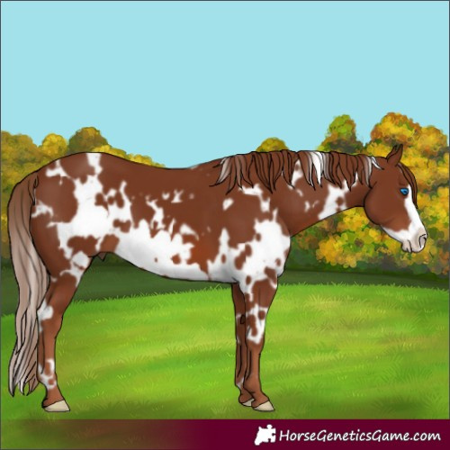Horse Color:White Spotted Chestnut Frame 