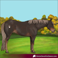 Horse Color:Liver Chestnut Rabicano