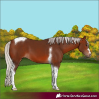Horse Color:Silver Brown Tobiano 