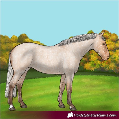 Horse Color:Silver Bay Roan Dun Snowflake Varnish Rabicano