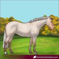 Horse Color:Silver Bay Roan Dun Snowflake Varnish Rabicano 
