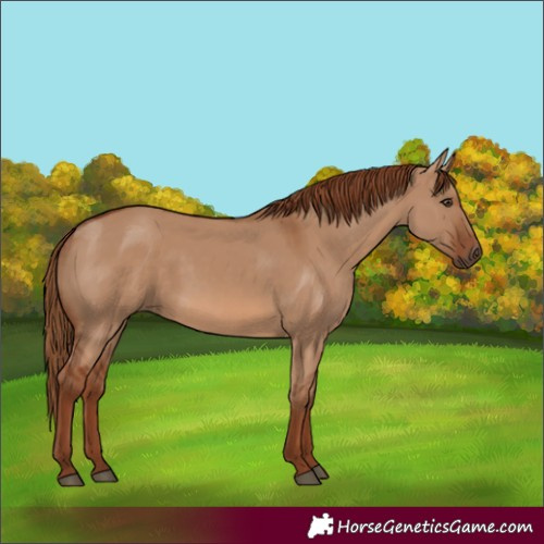 Horse Color:Red Dun 