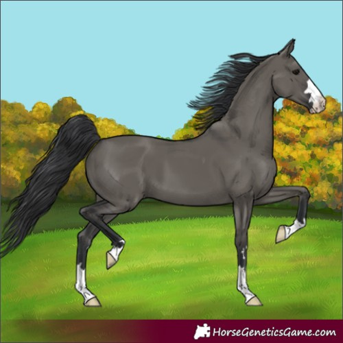 Horse Color:Grullo 
