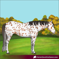 Horse Color:Bay Splash Near Leopard