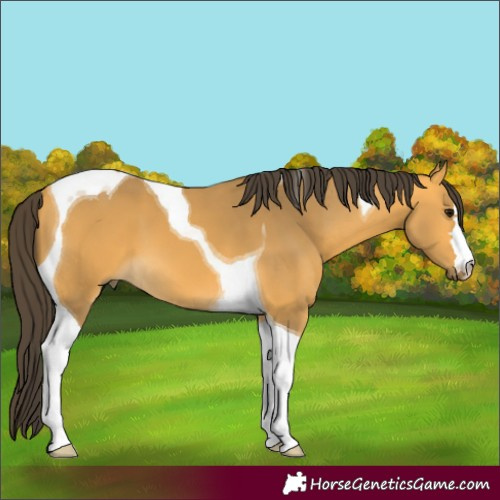 Horse Color:Buckskin Tobiano