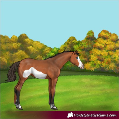Horse Color:Bay Frame 