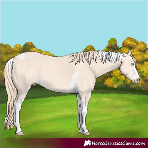 Horse Color:Perlino Tobiano