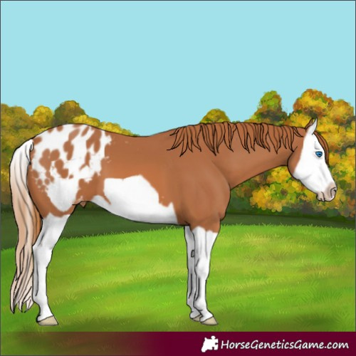 Horse Color:Chestnut Splash Frame Blanket