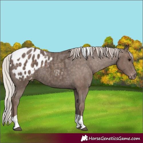 Horse Color:Silver Black Tobiano Blanket 