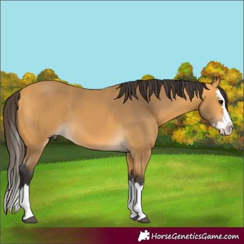 Horse Color:Buckskin Splash 