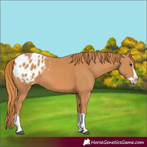Horse Color:Chestnut Splash Blanket 