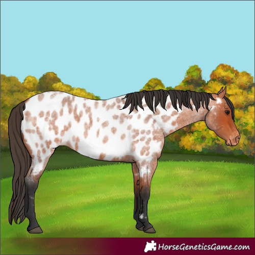 Horse Color:Bay Roan Near Leopard 