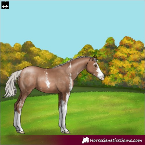 Horse Color:Silver Brown Pearl Sabino 