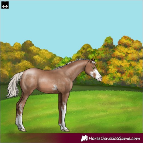 Horse Color:Silver Brown Pearl Sabino 