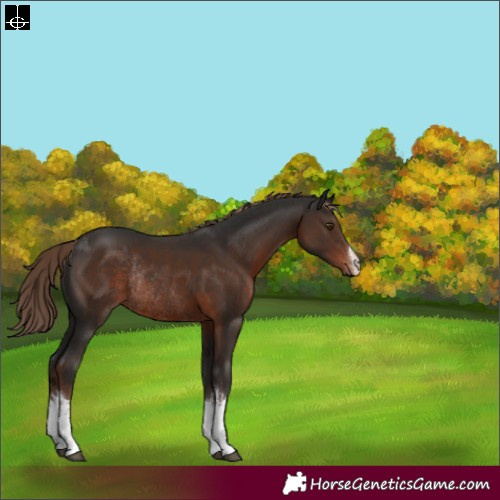 Horse Color:White Spotted Liver Chestnut Rabicano 