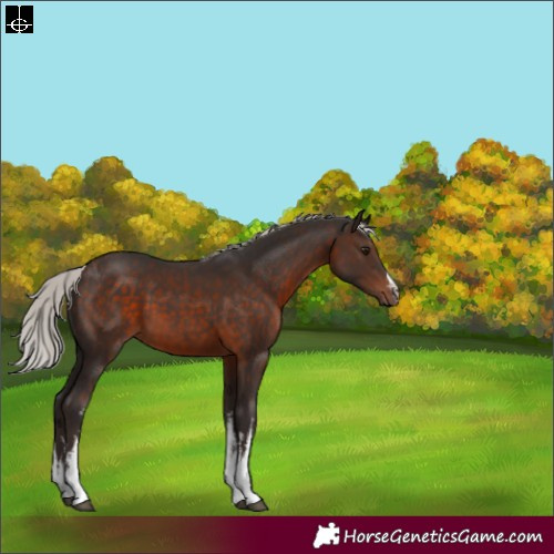 Horse Color:White Spotted Silver Brown 
