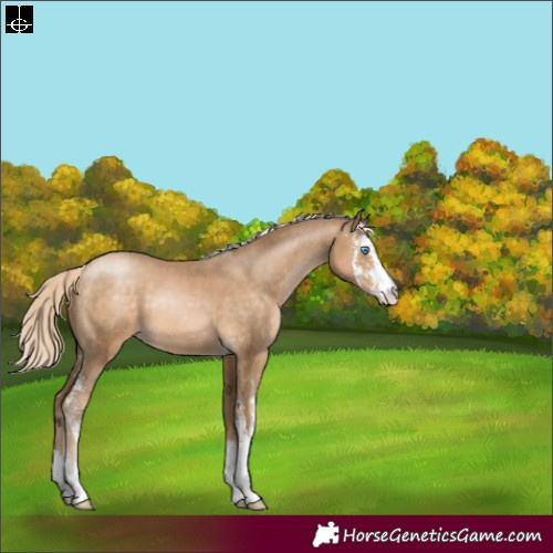 Horse Color:Chocolate Palomino Pearl Sabino 