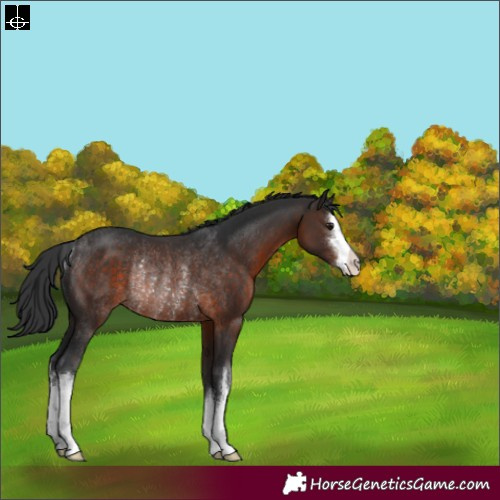 Horse Color:White Spotted Brown Rabicano 