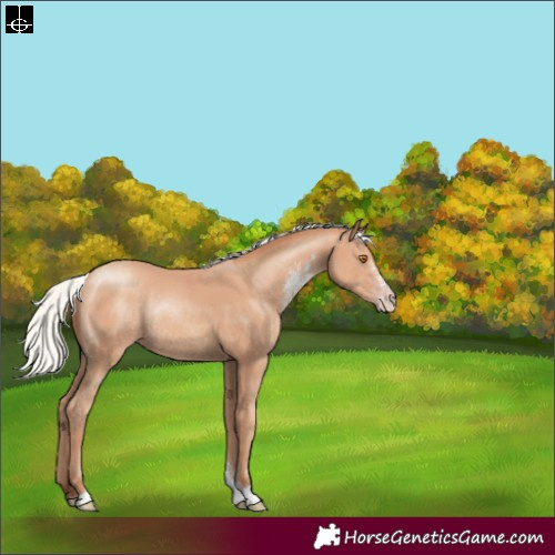 Horse Color:Silver Classic Champagne Sabino Rabicano 
