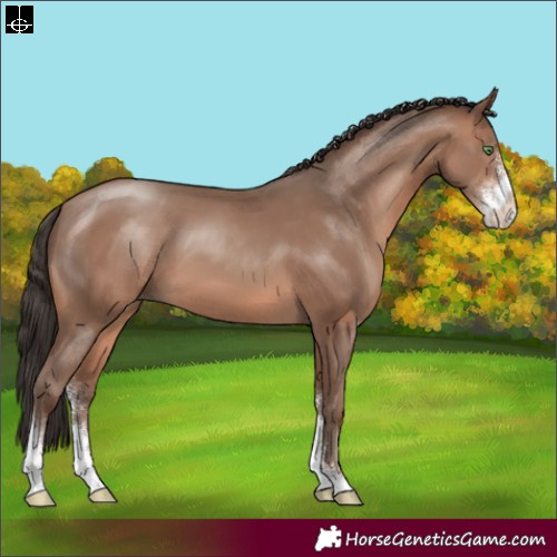 Horse Color:Sable Champagne Sabino