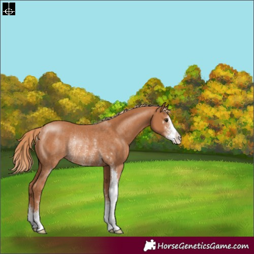 Horse Color:Chestnut Sabino Rabicano 