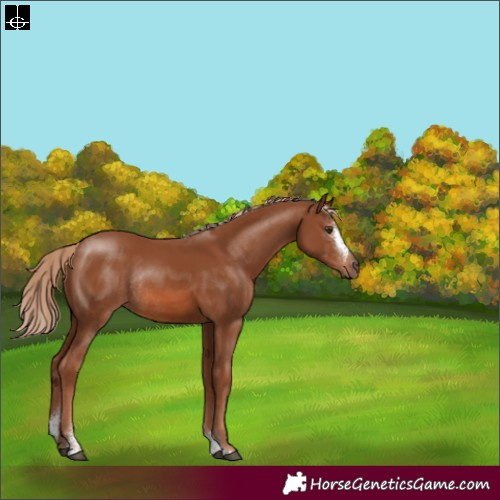 Horse Color:Chestnut Sabino Rabicano