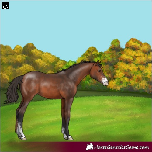 Horse Color:Bay Sabino 