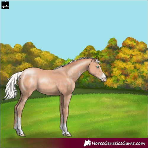 Horse Color:Silver Amber Champagne Sabino 