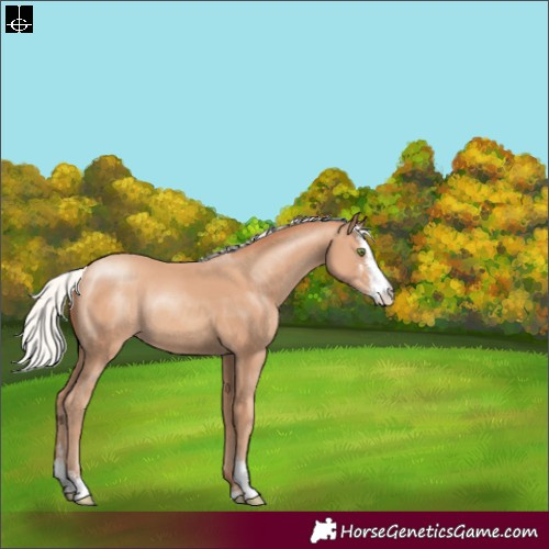 Horse Color:Silver Classic Champagne Sabino Rabicano