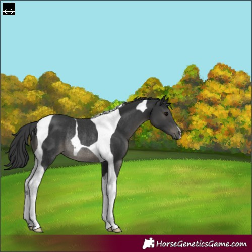 Horse Color:Black Tobiano Rabicano 