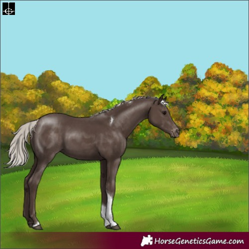 Horse Color:Silver Black Tobiano Appaloosa