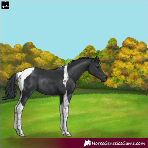 Horse Color:Black Tobiano Rabicano